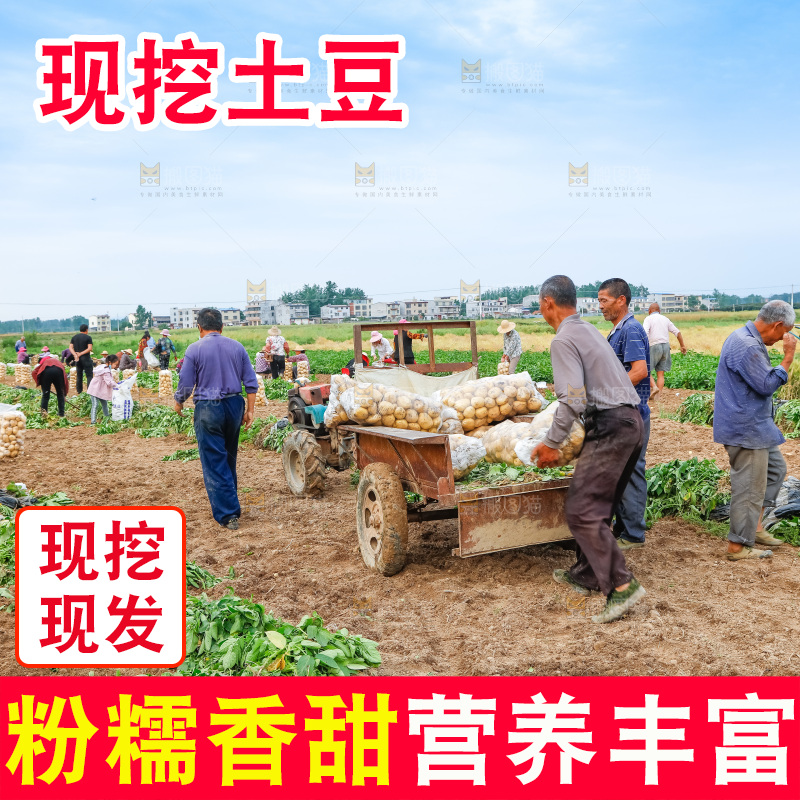 农民正在运输土豆