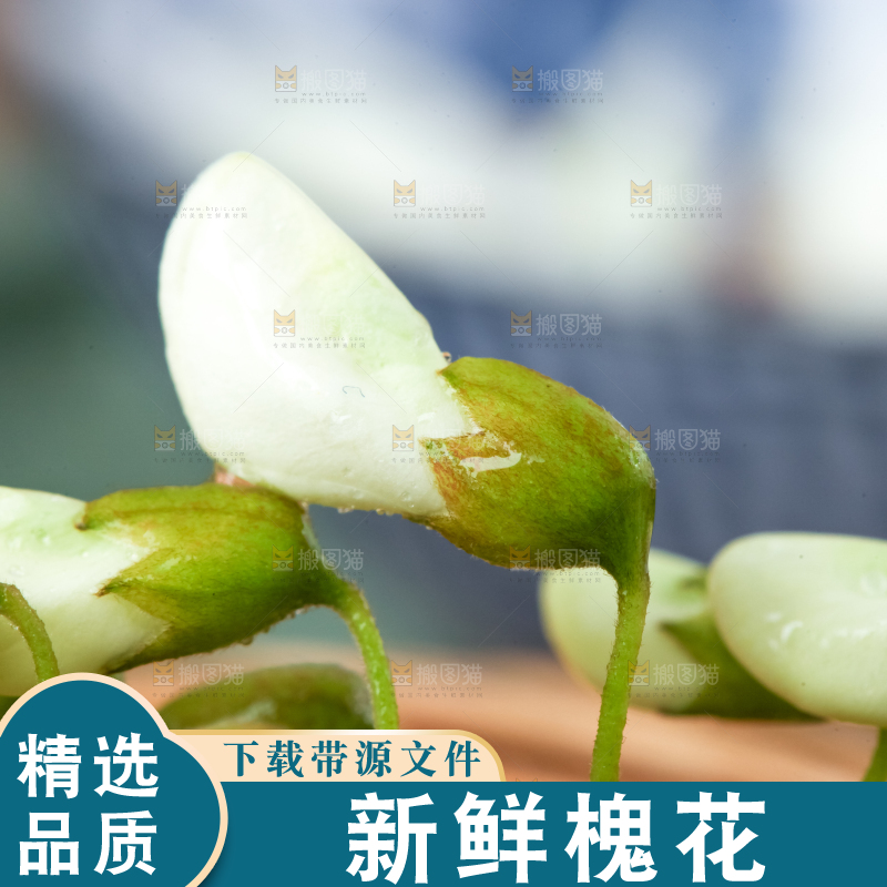 浅底上的天然洋槐花