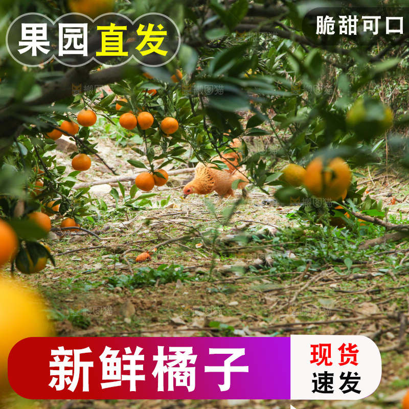 橘子种植基地