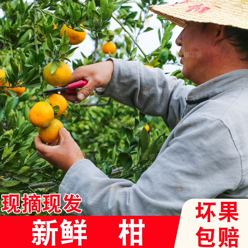 农民正在摘橘子
