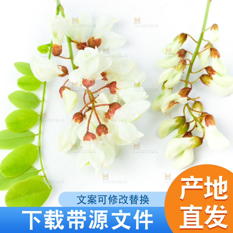 白底上摆放着洋槐花