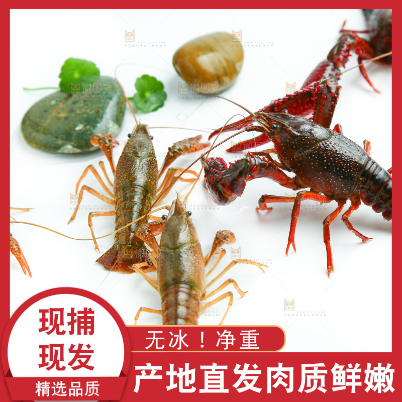 白底上放着小龙虾