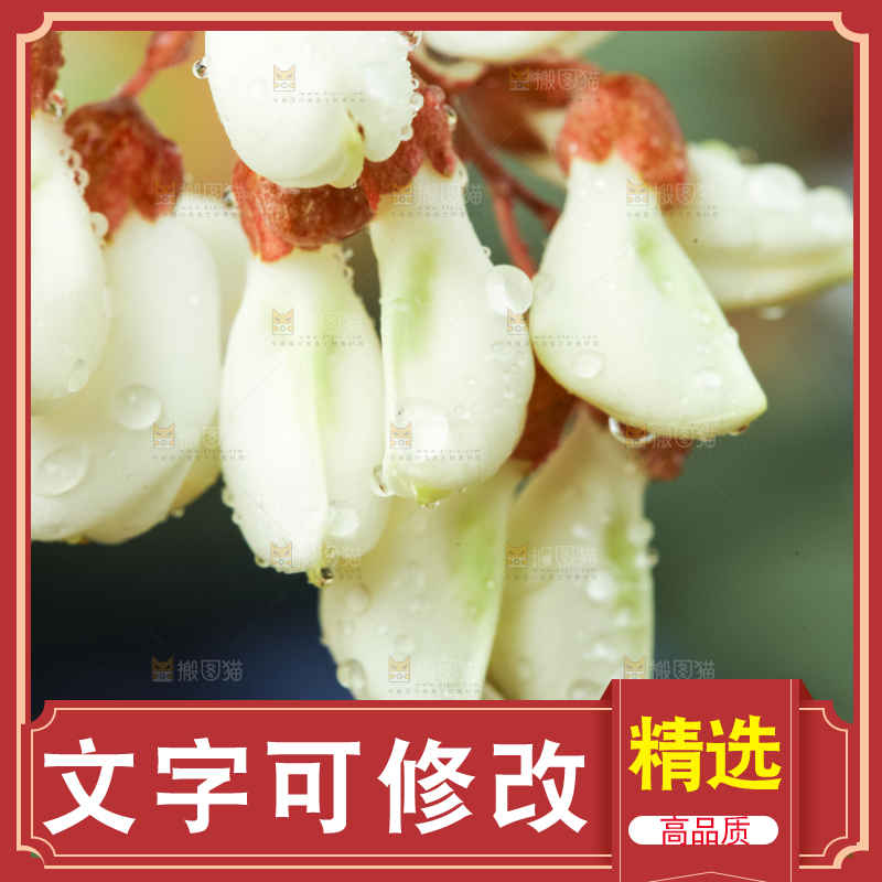 深底上摆放着野生洋槐花
