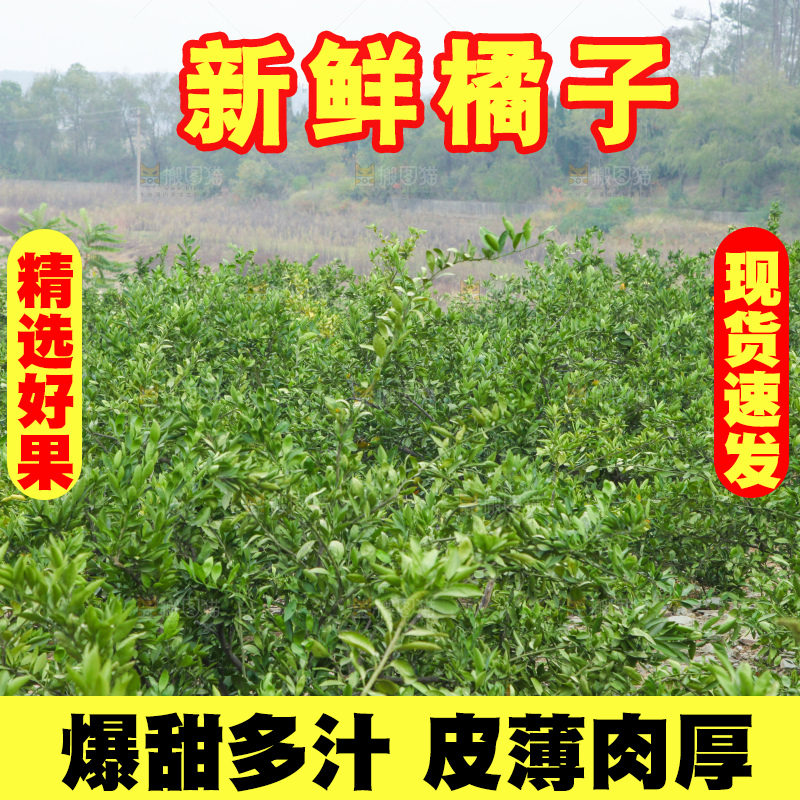 橘子种植基地