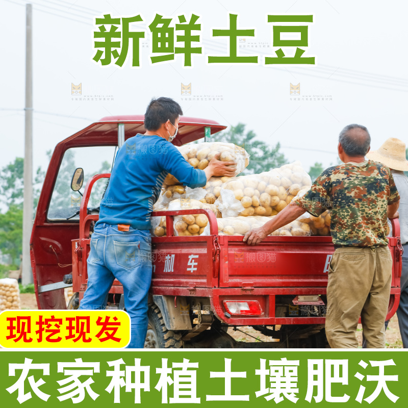 正在运输土豆