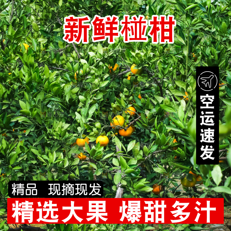 树上长着椪柑