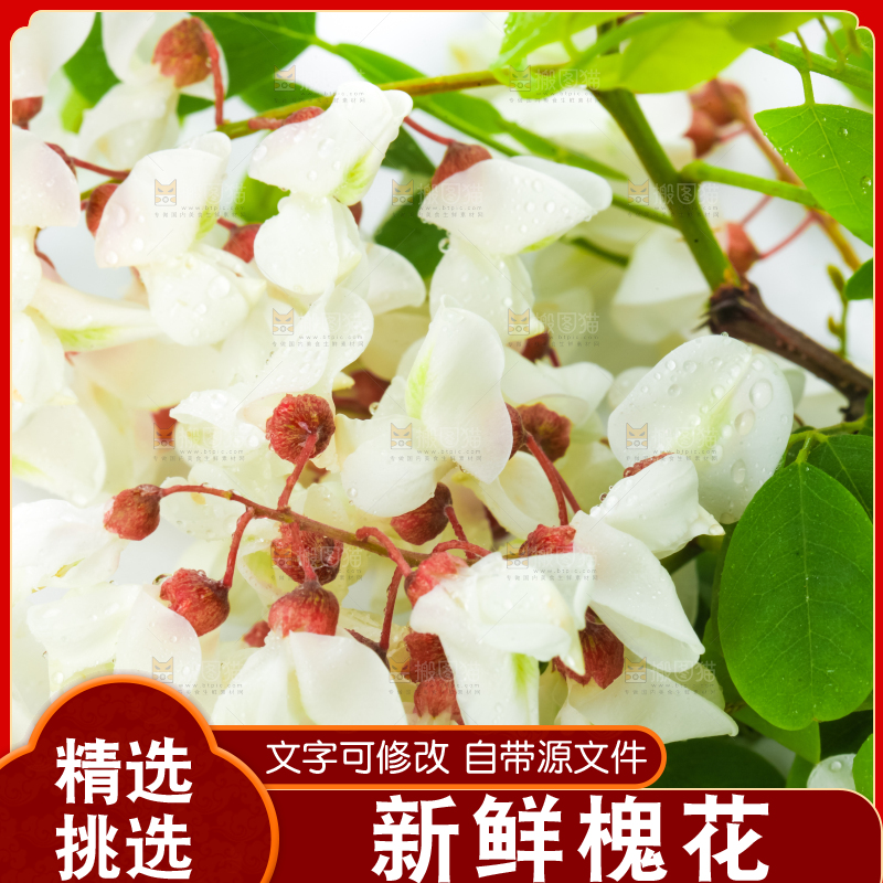 白底上放着天然洋槐花