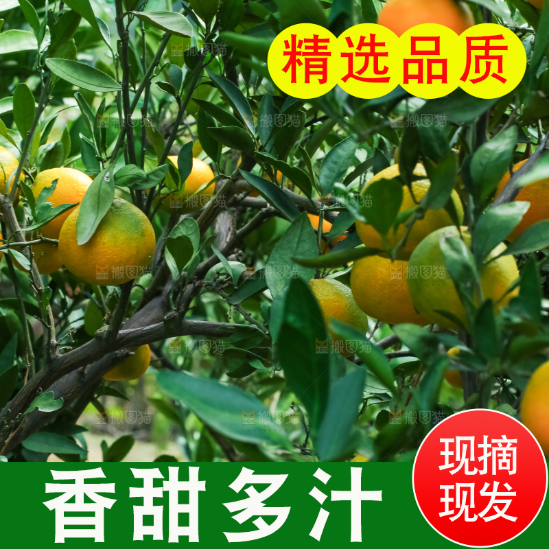 树上结着椪柑橘