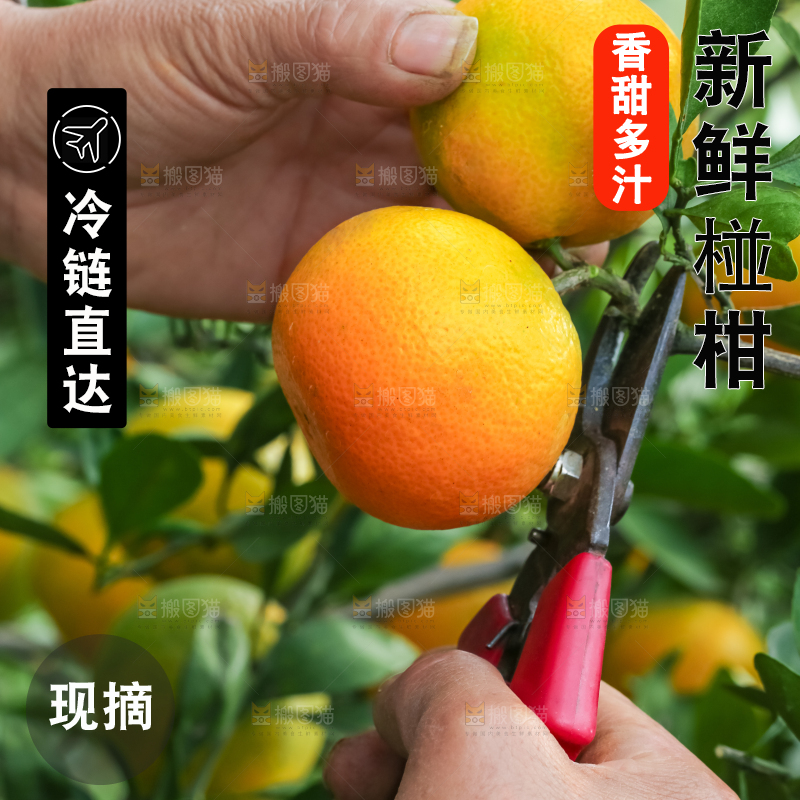 农民正在摘橘子