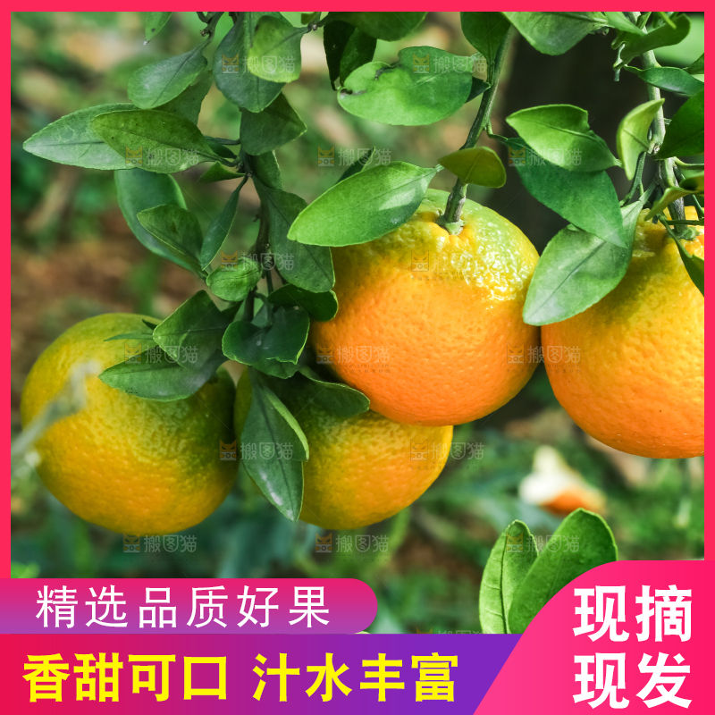 树上长着椪柑