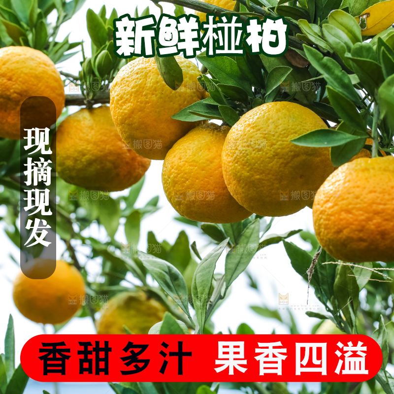 树上结着椪柑橘