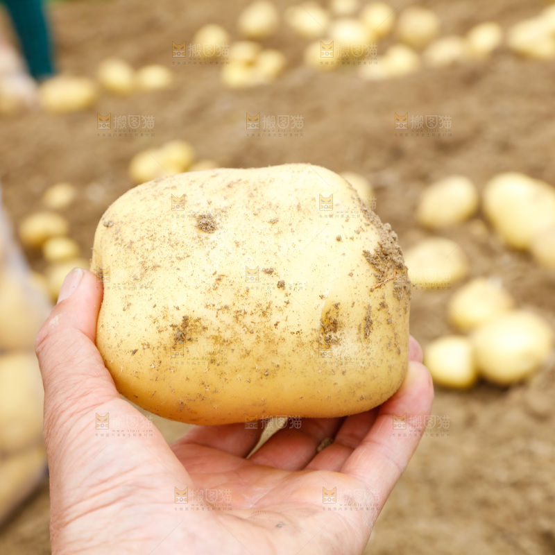 手里拿着土豆