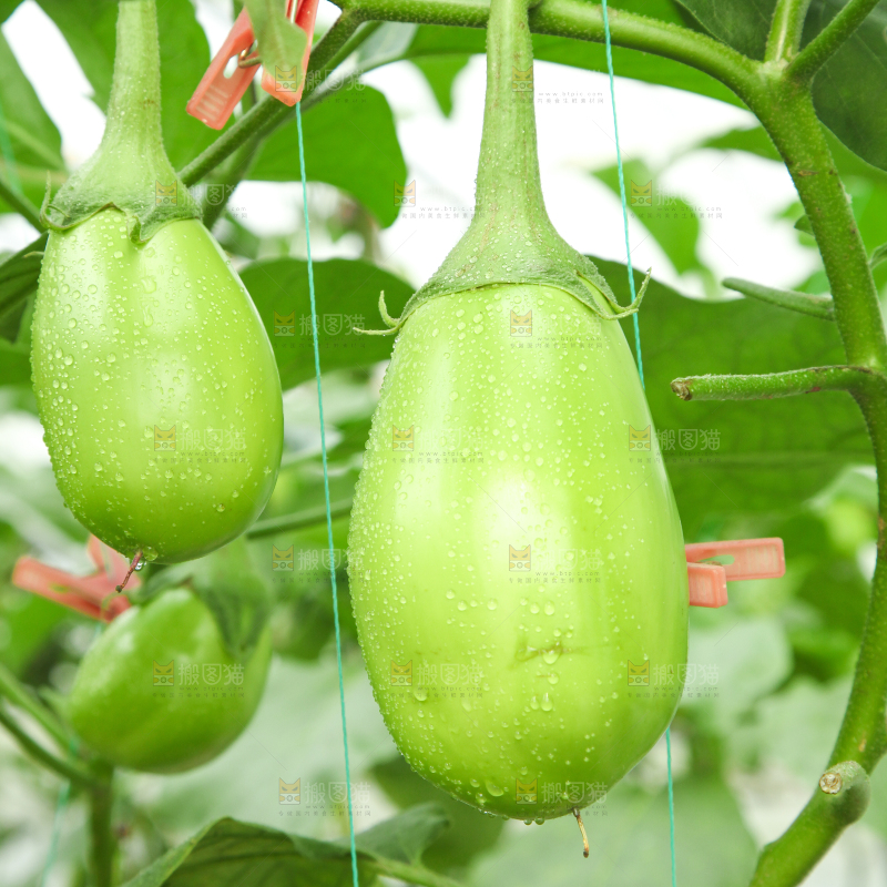 藤子上的茄子