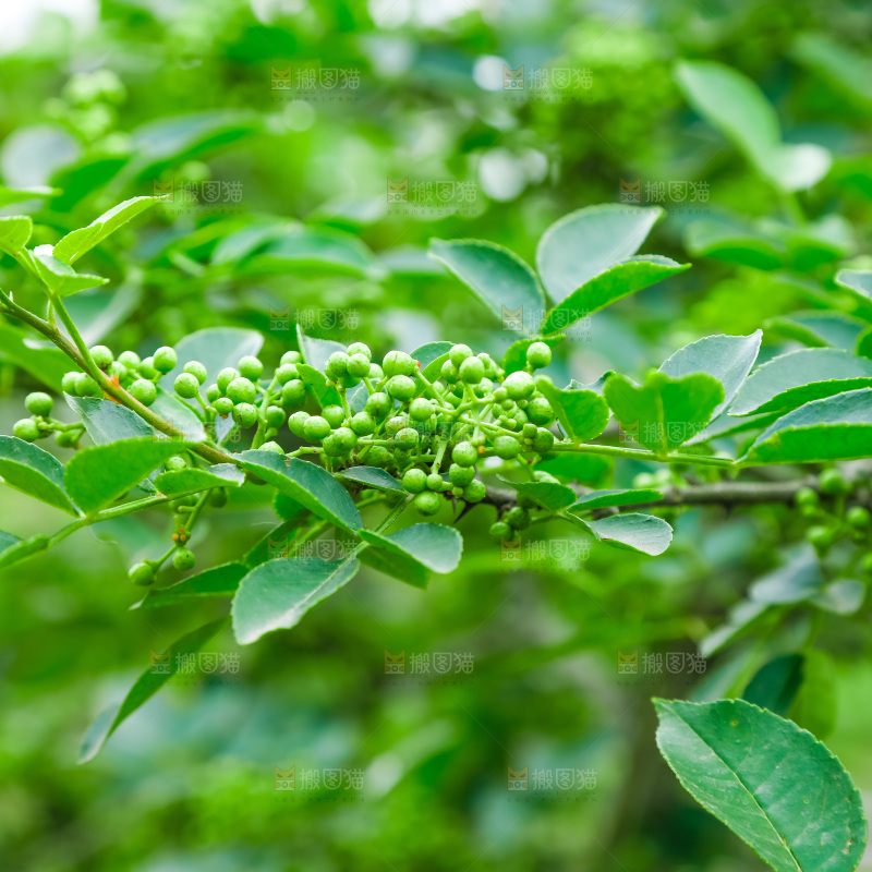 树上的花椒