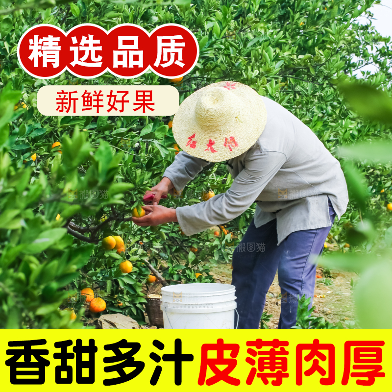 农民正在摘橘子