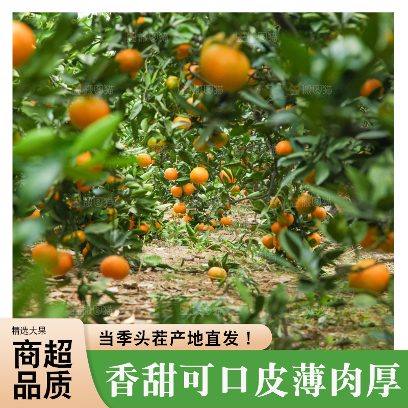 树上长着橘子