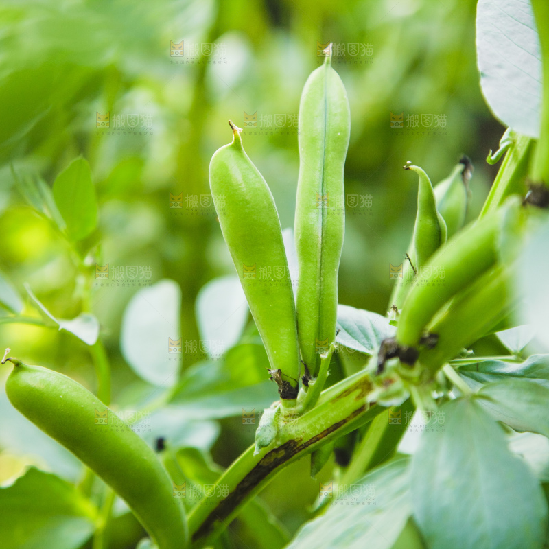 农田里种植的蚕豆