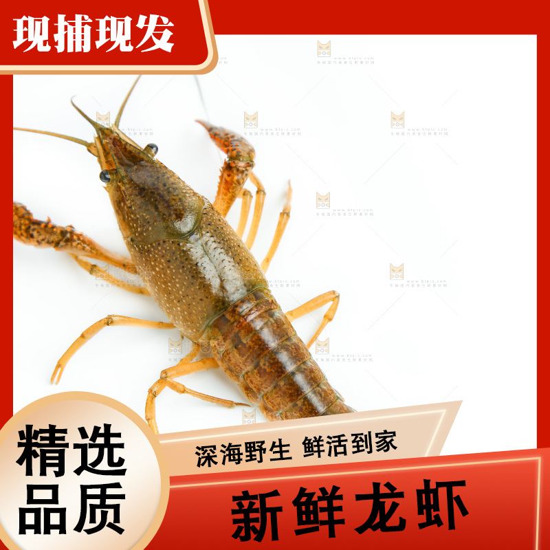 白底上放着小龙虾