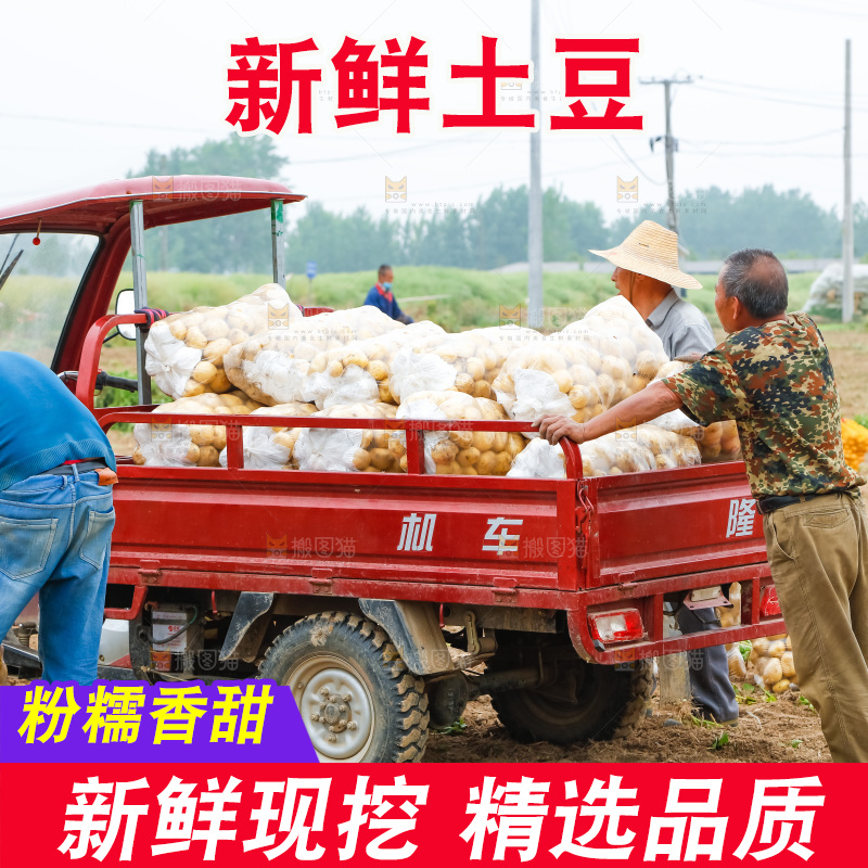 正在运输土豆