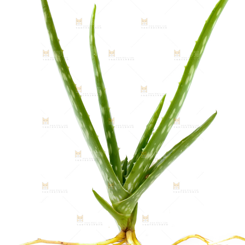 白底上放着新鲜芦荟