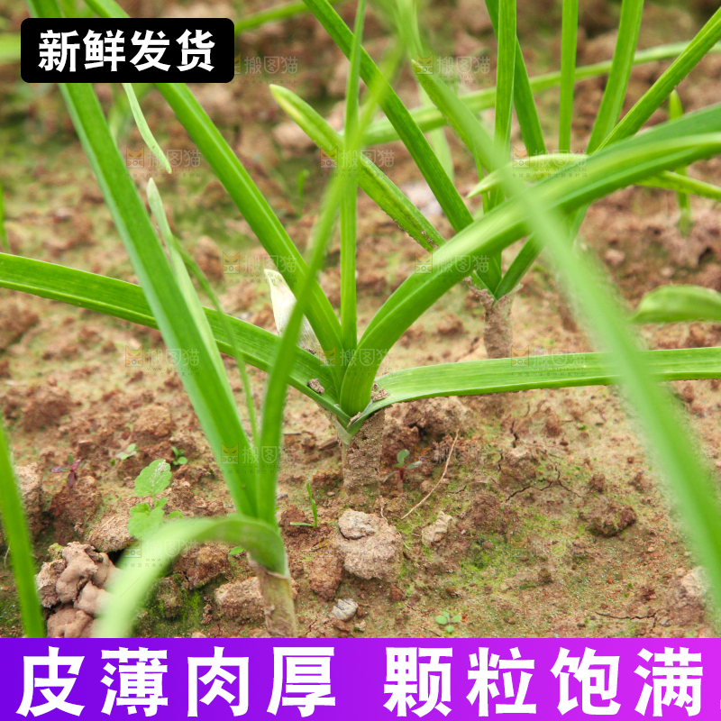 地里种着蒜苗