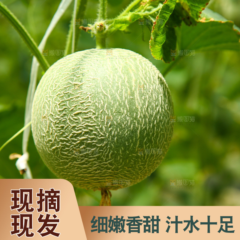 大棚里的玫珑瓜