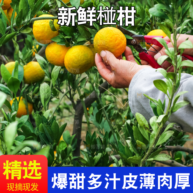 树上结着椪柑橘