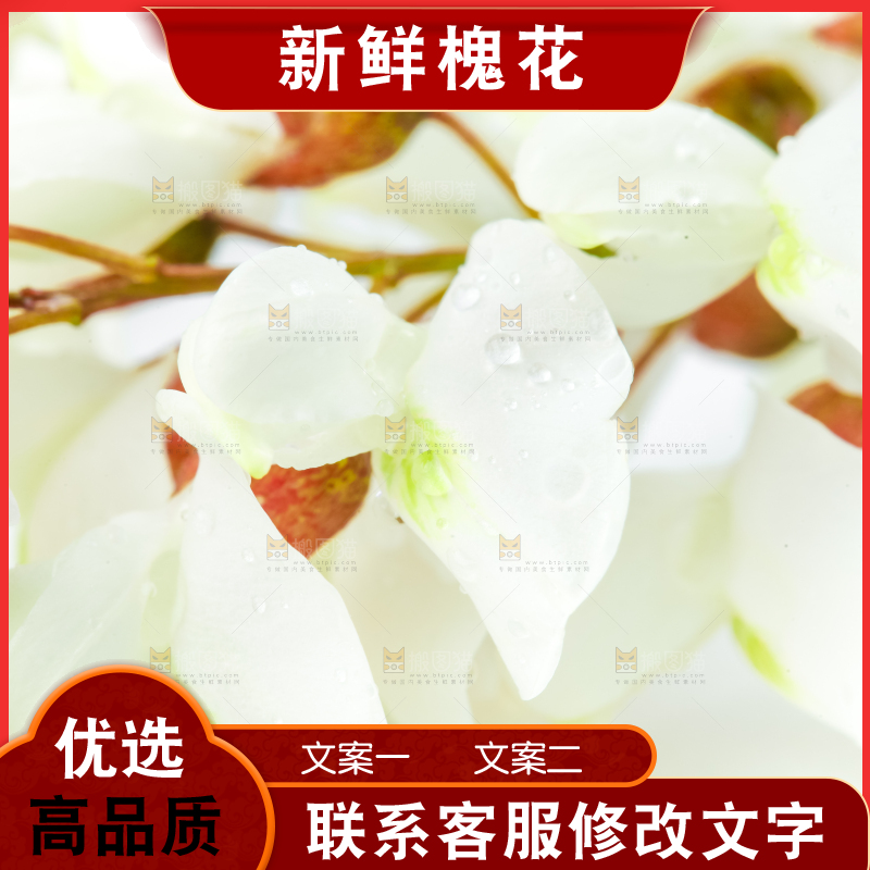 白底上放着杨槐树花