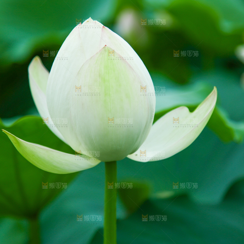 一朵新鲜荷花