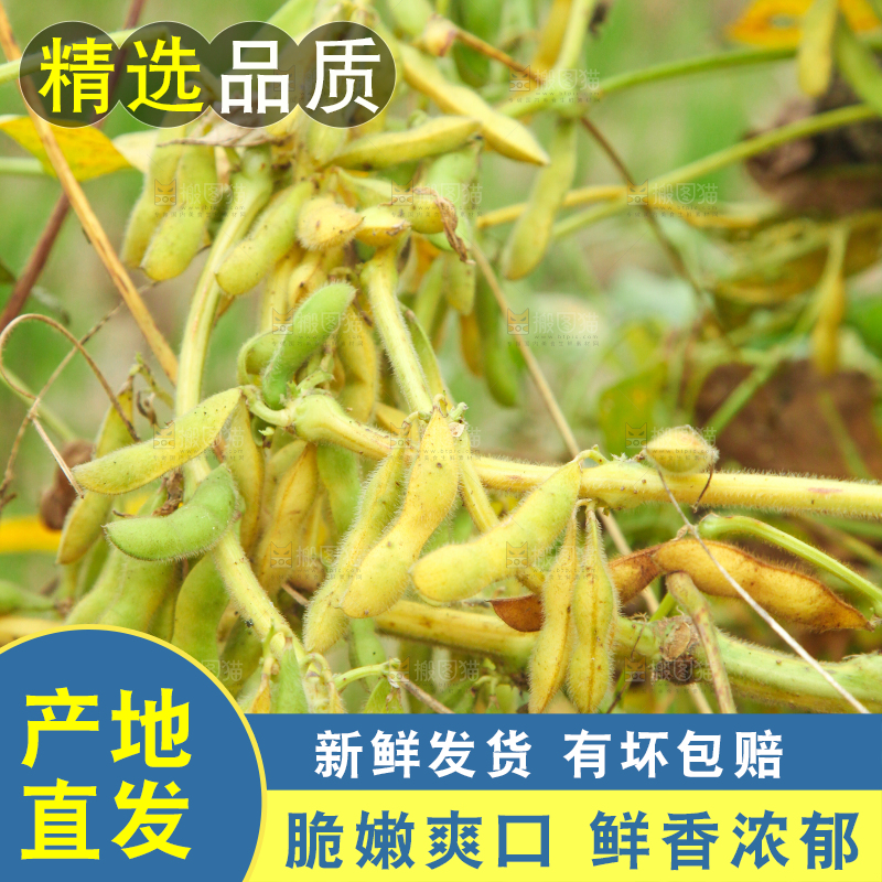 田里的黄豆