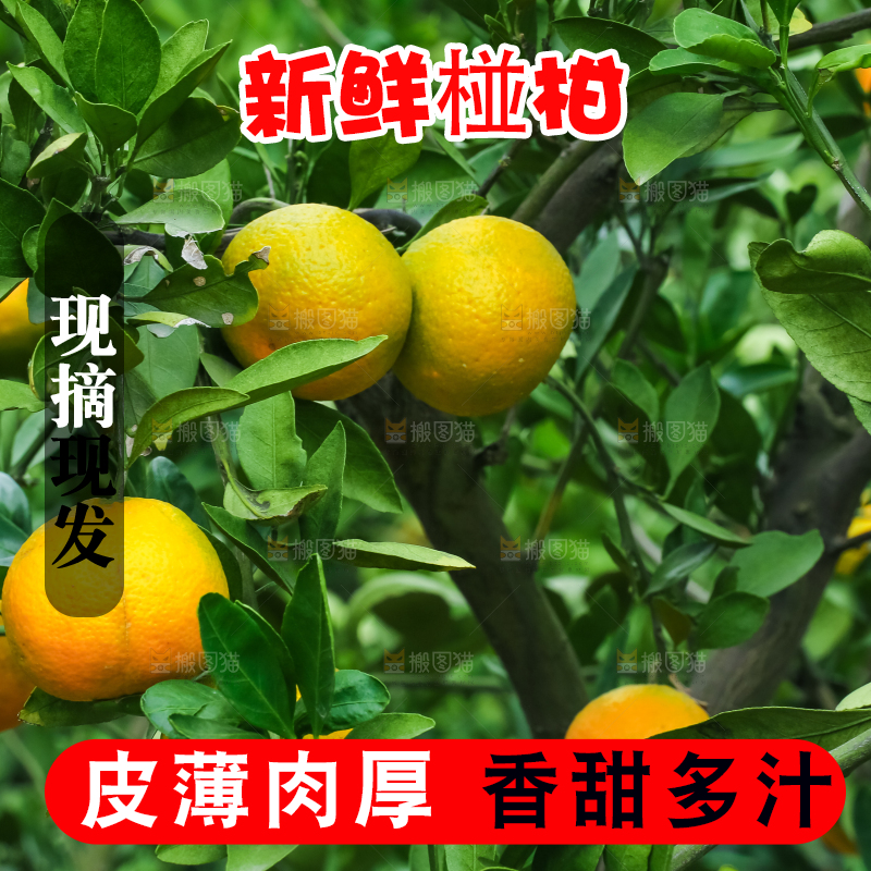 树上长着椪柑