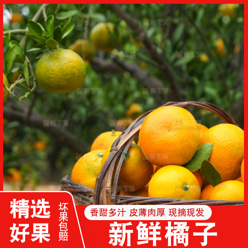 橘子种植园