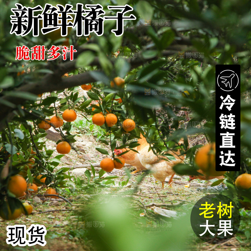 橘子种植基地
