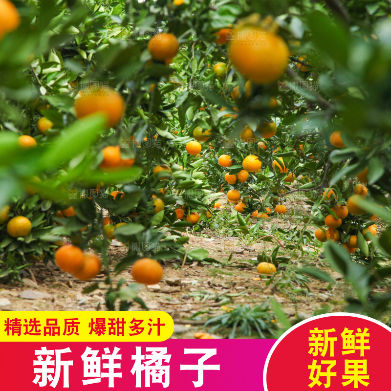 树上长着橘子