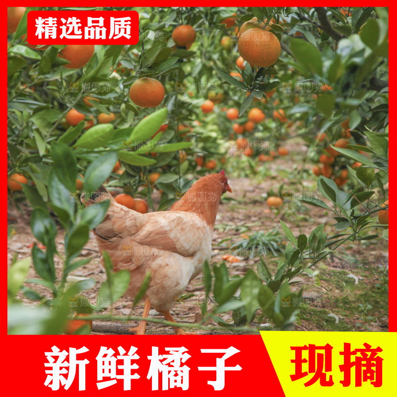 树上长着橘子