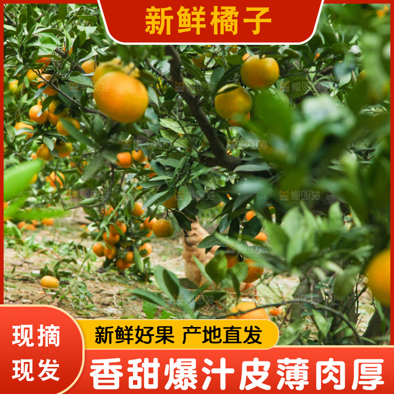 树上长着橘子