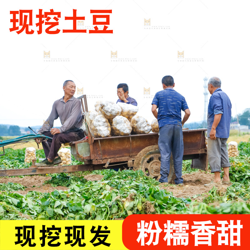 农民正在运输土豆