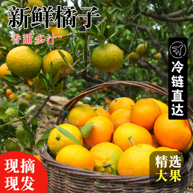 橘子种植基地