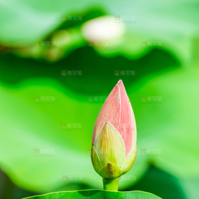 池塘里的荷花花苞