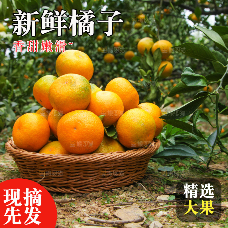 树上长着橘子