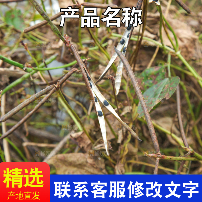 户外的野生绿豆