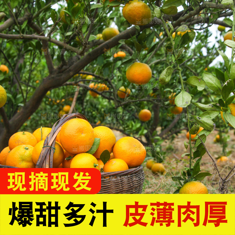 橘子种植园