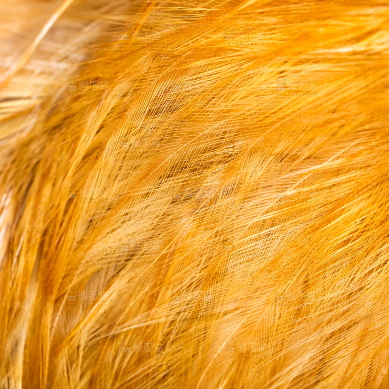 公鸡身上的羽毛