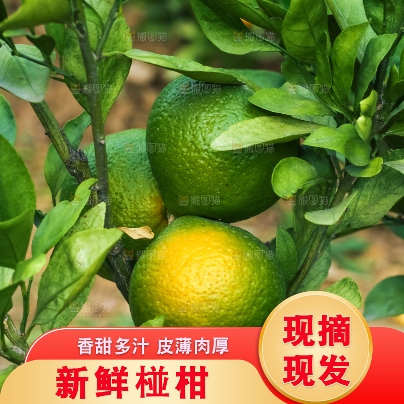树上结着椪柑橘