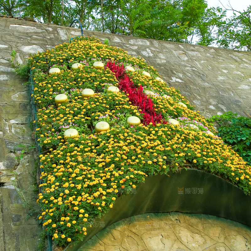 路边的植物观景