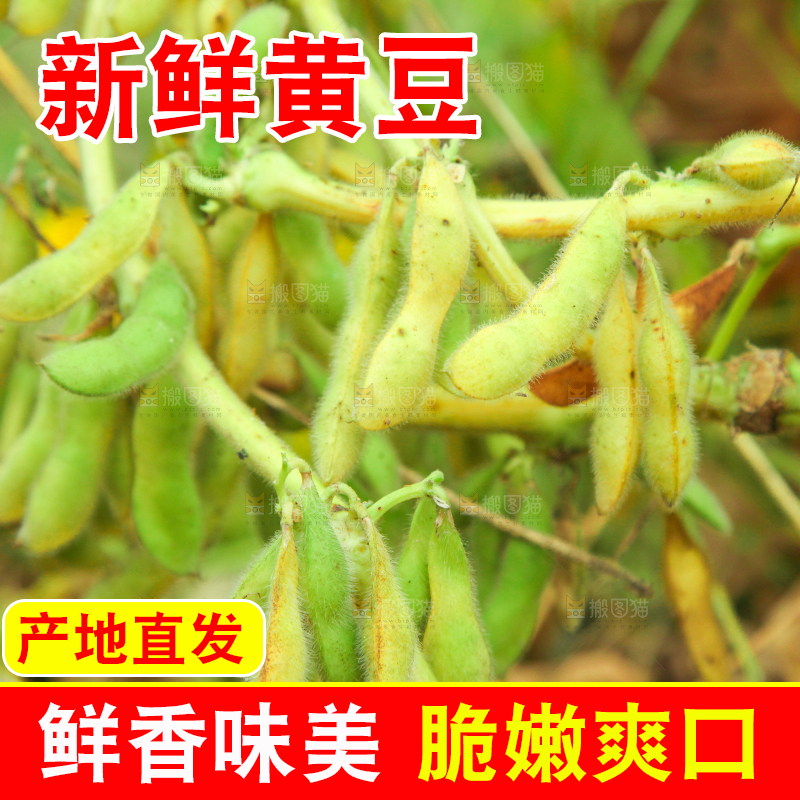 田里的黄豆