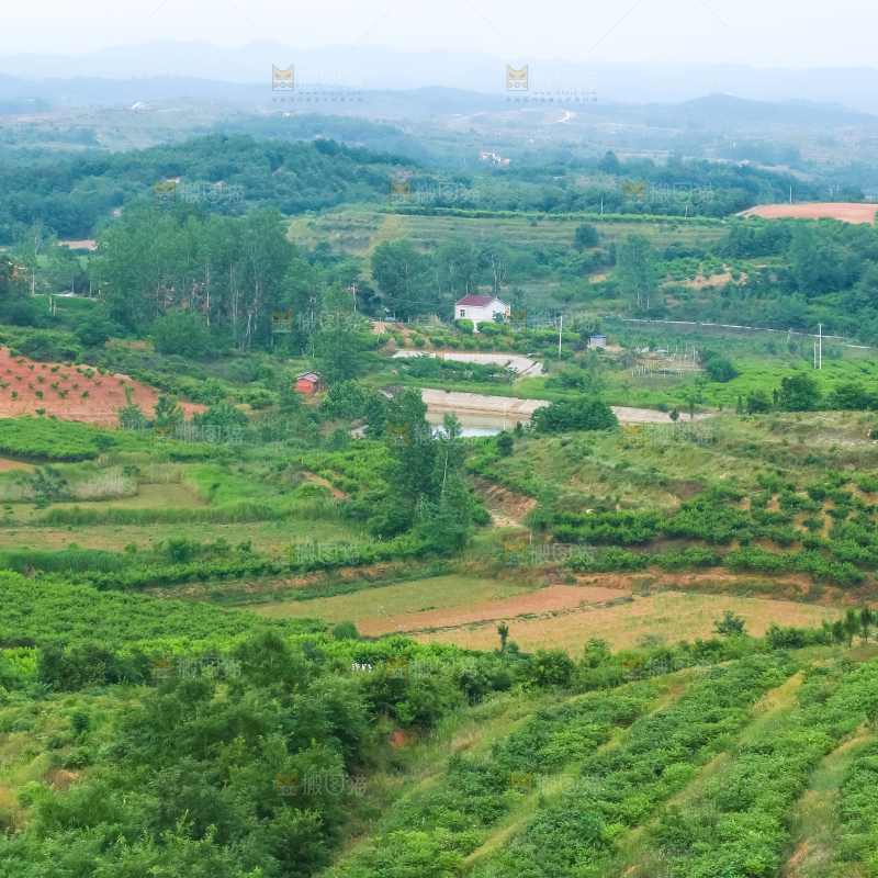 山上的桃林