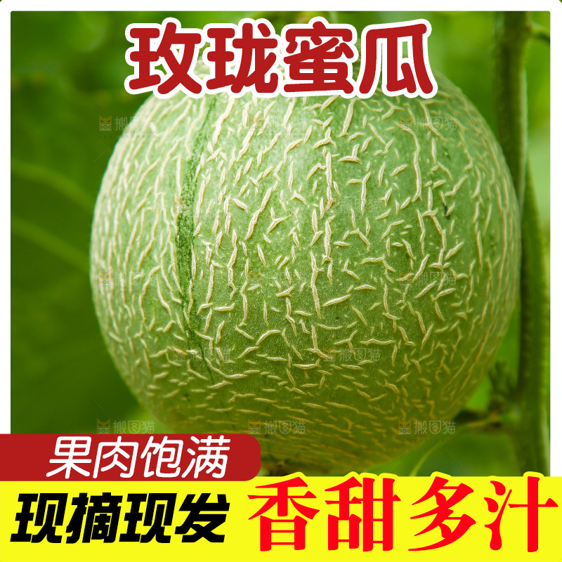 大棚里的玫珑瓜