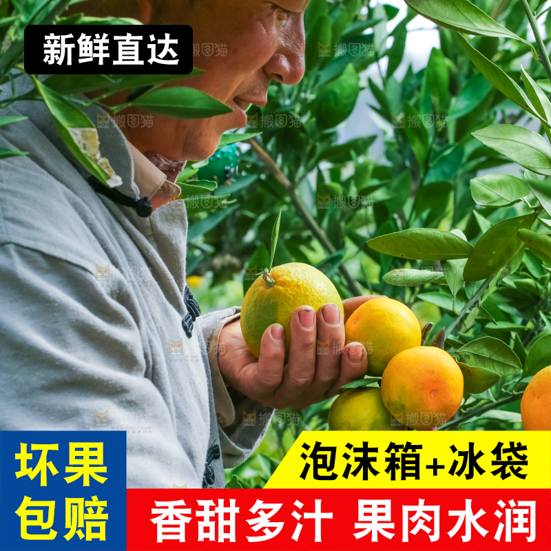 农民正在摘橘子