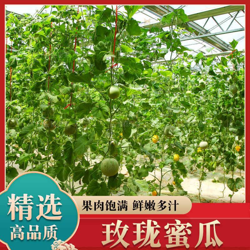 大棚里的玫珑瓜
